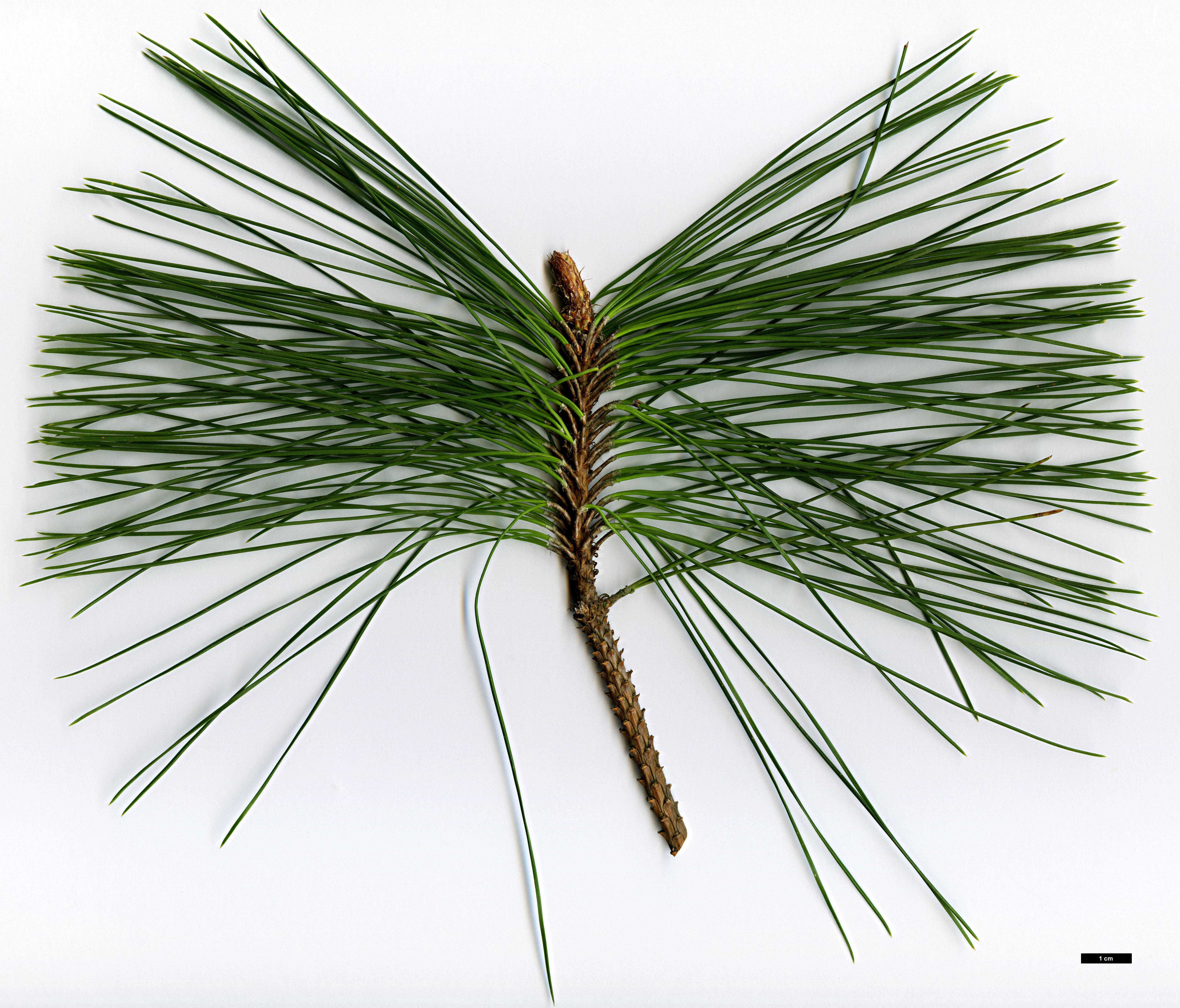 High resolution image: Family: Pinaceae - Genus: Pinus - Taxon: taiwanensis 